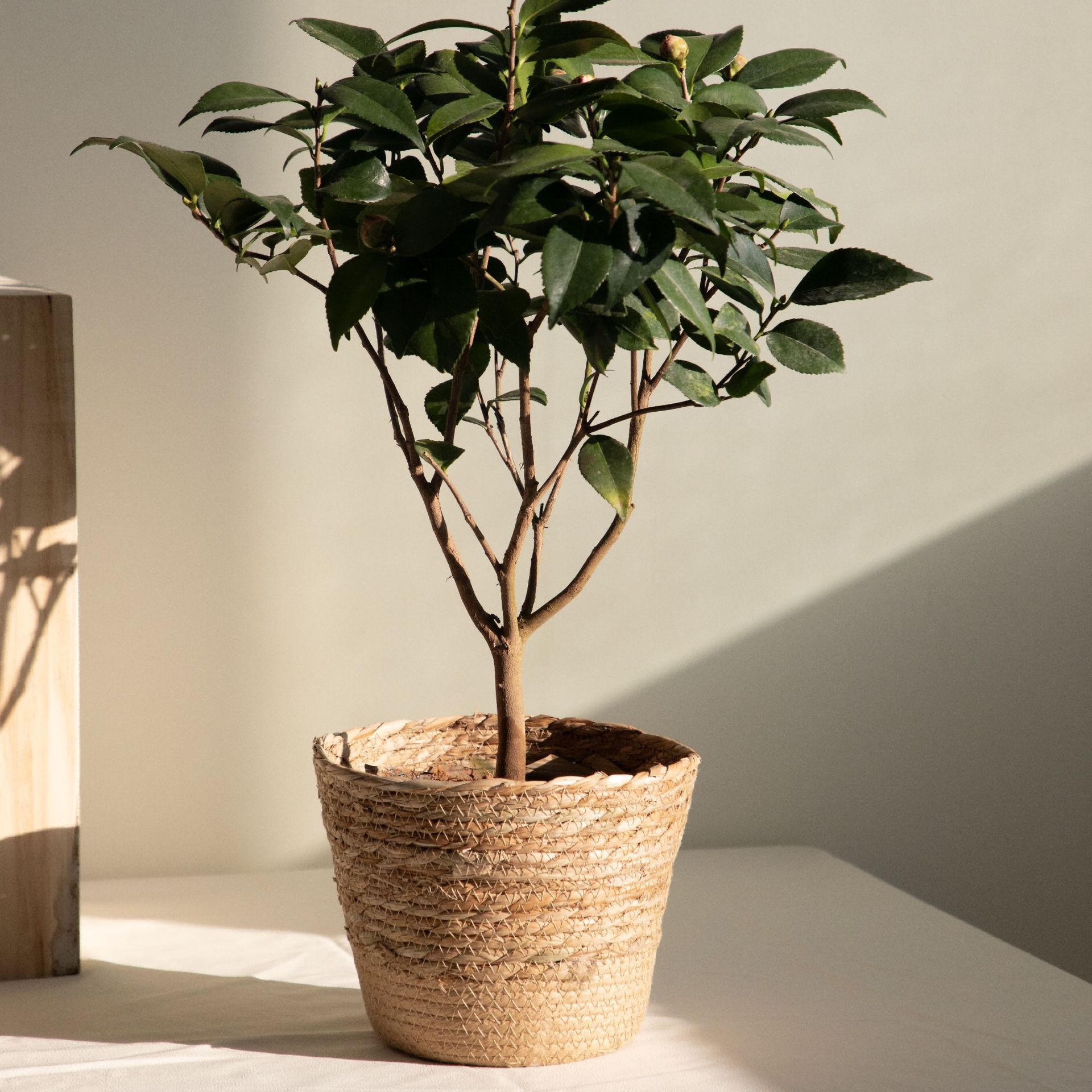 Multi-purpose Woven Storage Ba - đánh giá và giá Rattan Plant Basket
