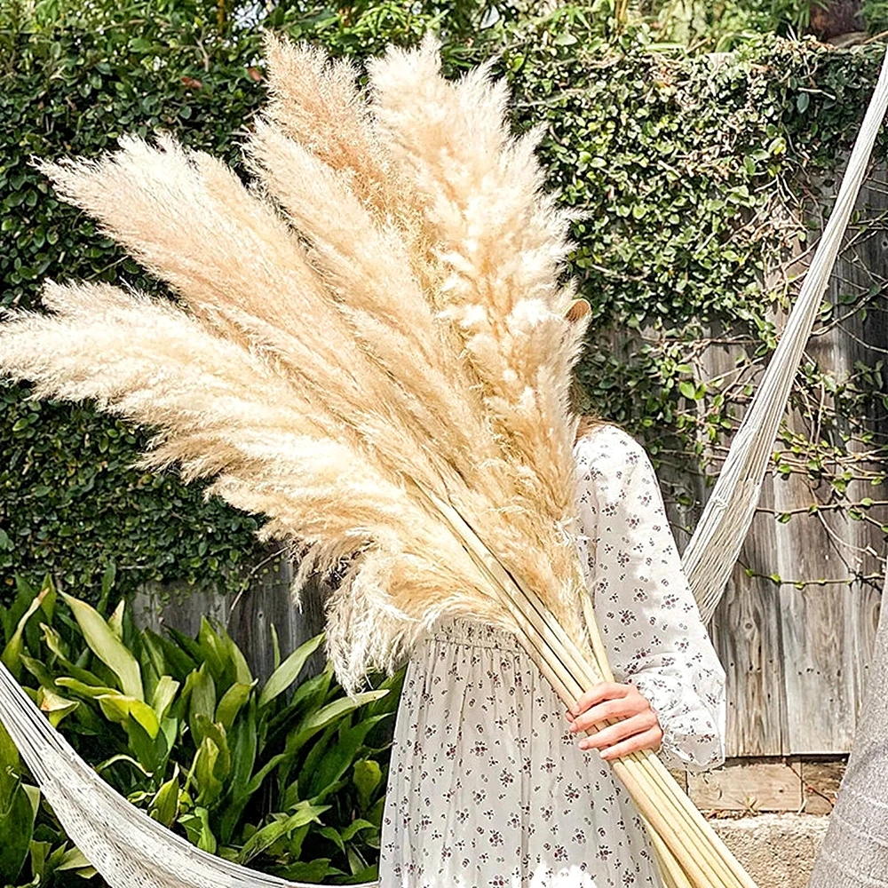 110 - 120cm Large Dried Pampas - đánh giá và giá Pampas Grass Decor